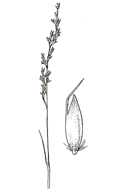 Inflorescence and floret (line drawing) © Flora of Victoria pg 479