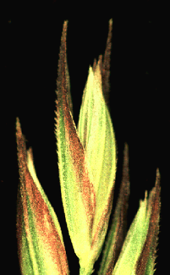 Inflorescence detail (photo) © Watson and Dallwitz 1998