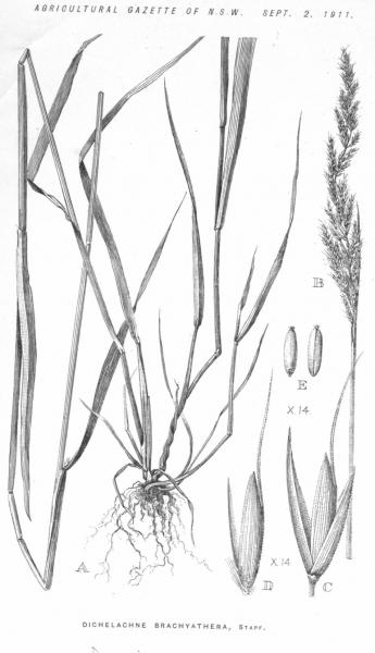 Habit and detail (line drawing) Maiden