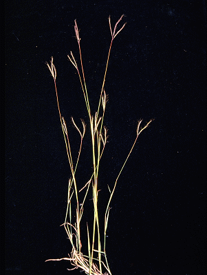 Inflorescence (photo) © E.Anderson