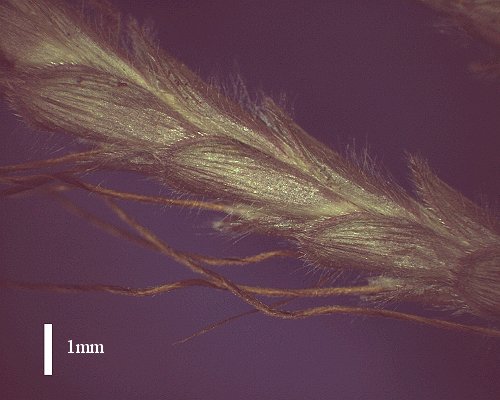 Spikelet (photo) © Queensland Herbarium AQ 439626 by D.Sharp