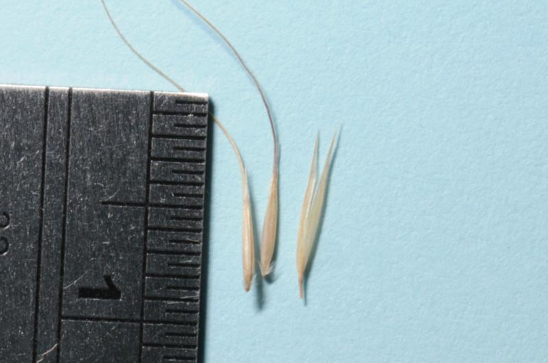 Spikelet dissected - photo © John Hosking