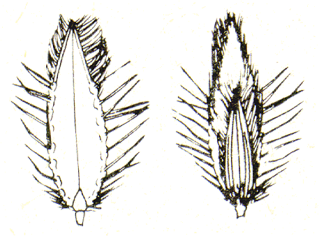 Spikelet (line drawing) © Tothill and Hacker 1983 drawn by B. Hacker