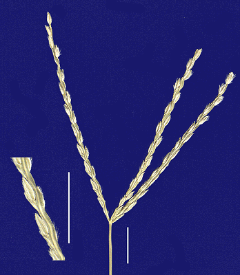 Inflorescence and detail of inflorescence (scanned specimen) © Queensland Herbarium by Will Smith