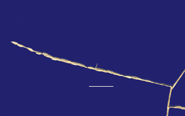 Inflorescence (scanned specimen) © Queensland Herbarium by Will Smith