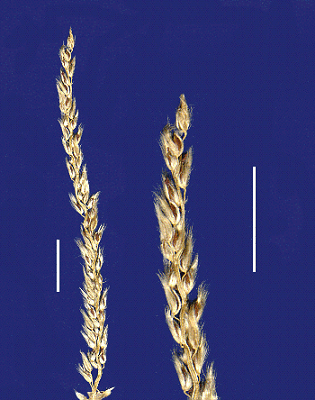 Inflorescence (scanned specimen) © Queensland Herbarium by Will Smith