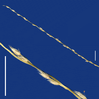 Inflorescence and detail of inflorescence (scanned specimen) © Queensland Herbarium by Will Smith