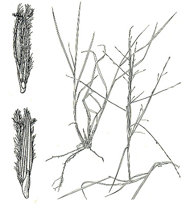 Habit, inflorescence and spikelet (line drawing) © Australian Biological Resources Study drawing by C. Wardrop