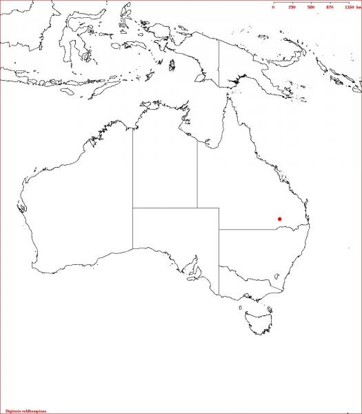 Digitaria velkampiana Herbrecs 2011