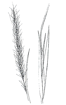 Spikelet (line drawing) © Flora of Victoria pg 494