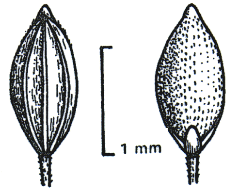 Spikelet front and back (line drawing) © Wheeler et al. 1990