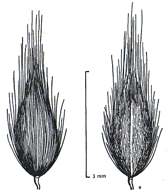 Spikelet front and back (line drawing) © Wheeler et al. 1990