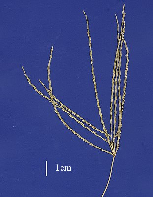 Inflorescence (scanned specimen) © Queensland Herbarium AQ 547038 by D.Sharp