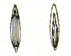 Spikelet (line drawing) © Tothill and Hacker 1983 drawn by B. Hacker