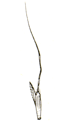 Spikelet (line drawing) © Tothill and Hacker 1983 drawn by B. Hacker