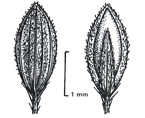 Spikelet front and back (line drawing) © Wheeler et al. 1990
