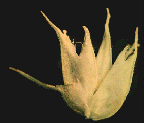 Spikelet (photo) © Watson and Dallwitz 1998