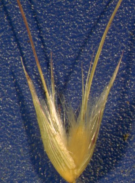 photo © John Thompson AQ574239(BRI)