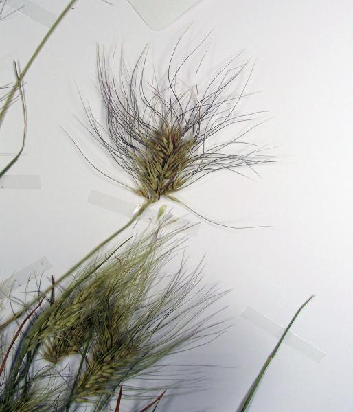 photo © John Thompson AQ787589 (BRI)