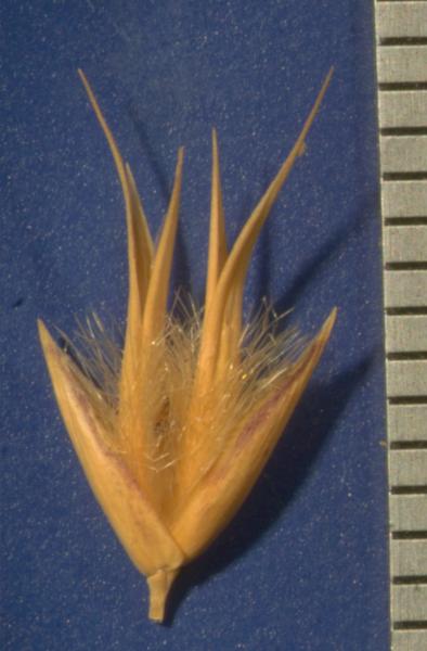 photo © John Thompson AQ331527(BRI)