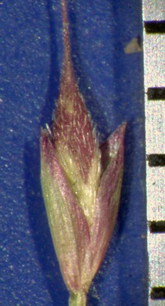 photo © John Thompson AQ769809 (BRI)