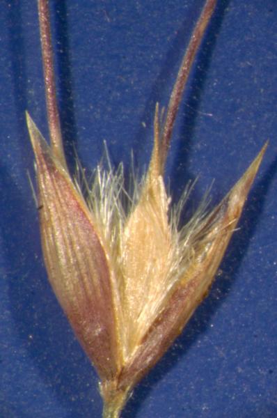 photo © John Thompson AQ388852 (BRI)