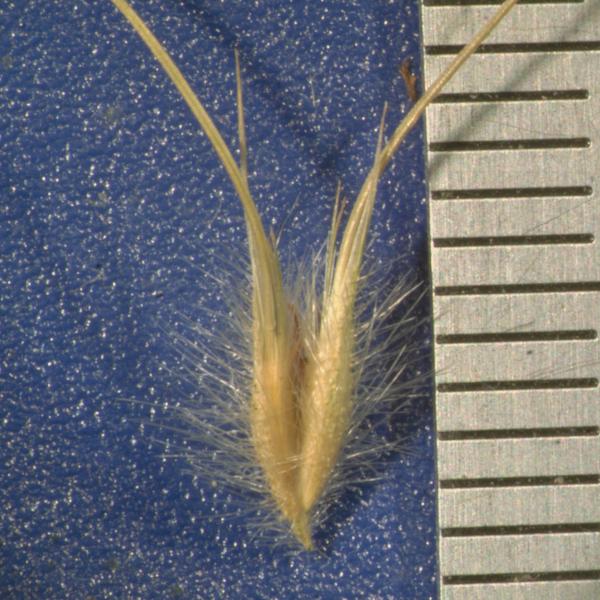 photo © John Thompson AQ619838 (BRI)