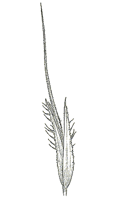Spikelet (line drawing) © Australian Biological Resources Study
