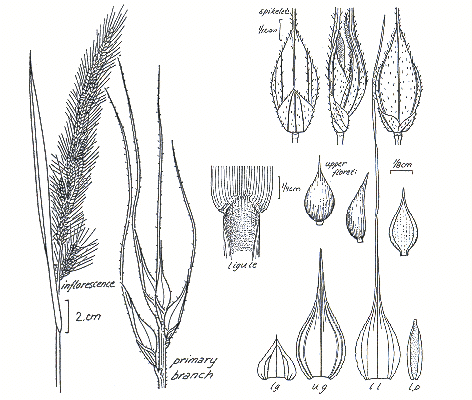 Habit and details (line drawing) © Darwin Herbarium by Monika Osterkamp Madsen