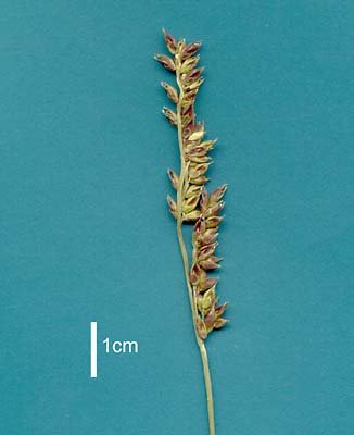Inflorescence (scanned specimen) © Queensland Herbarium NSW 251422 by Will Smith