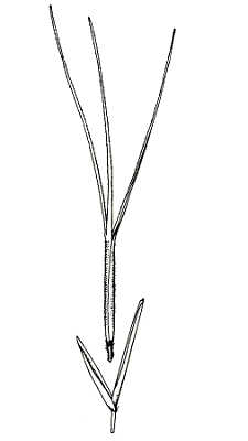 Spikelet (line drawing) © Queensland Herbarium by Will Smith