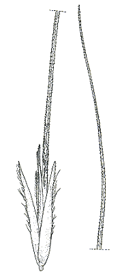 Spikelet (line drawing) © Australian Biological Resources Study