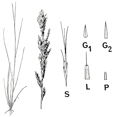 Habit and details (line drawing) © Tothill and Hacker 1983 drawn by B. Hacker