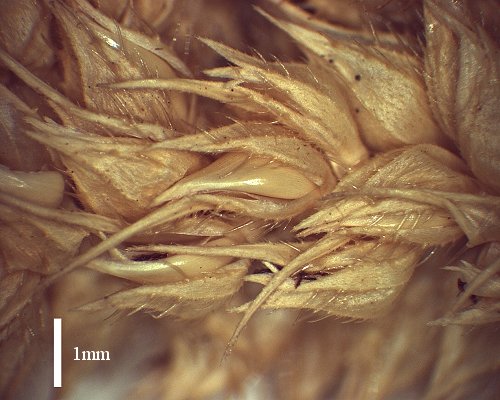 Spikelets (photo) © Queensland Herbarium AQ 285590 by D.Sharp