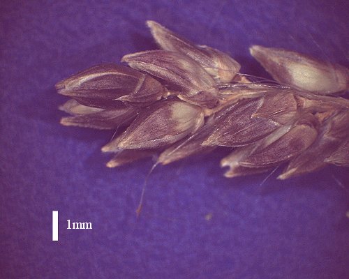 Spikelets (photo) © Queensland Herbarium AQ 285605 by D.Sharp