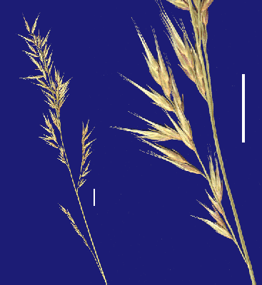 Inflorescence and detail of inflorescence (scanned specimen) © Queensland Herbarium by Will Smith