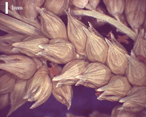 Spikelets (photo) © Queensland Herbarium AQ 654743 by D.Sharp