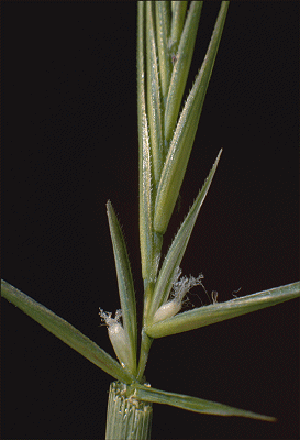 Spikelet (photo) © M.B. Williams