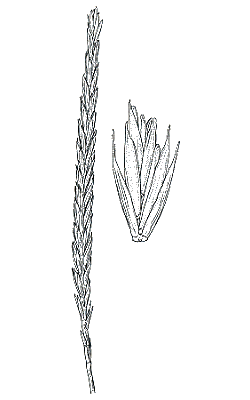 Inflorescence and spikelet (line drawing) © Australian Biological Resources Study drawing by Lesley Elkan