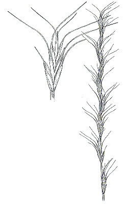 Spikelet (line drawing) © Australian Biological Resources Study drawing by Lesley Elkan