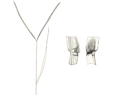 Inflorescence, collar, ligule (line drawing) © Lazarides (1972)