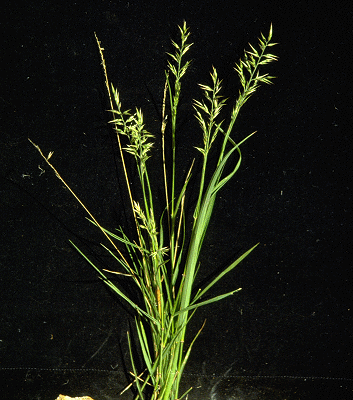 Habit (photo) © E.Anderson