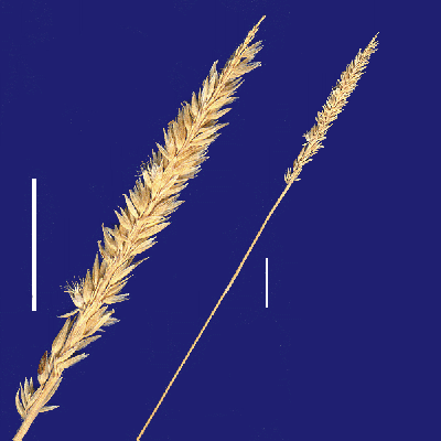 Inflorescence and detail of inflorescence (scanned specimen) © Queensland Herbarium by Will Smith