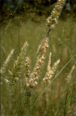 Inflorescence (photo) © B. Carter