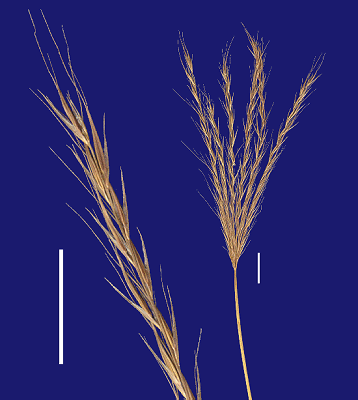 Inflorescence and detail of inflorescence (scanned specimen) © Queensland Herbarium by Will Smith