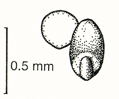 Grain, embryo and transverse view (line drawing) © Lazarides 1997(a) drawn by Lindy Spindler