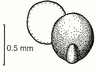 Grain, embryo and transverse view (line drawing) © Lazarides 1997(a) drawn by Lindy Spindler