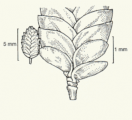 Spikelet, glumes, lemmas, paleas (line drawing) © Lazarides 1997(a) drawn by Lindy Spindler