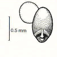 Grain, embryo and transverse view (line drawing) © Lazarides 1997(a) drawn by Lindy Spindler