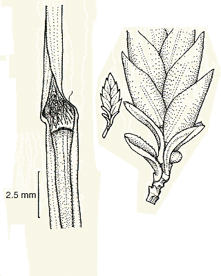 Ligule, spikelet, lemmas, paleas (line drawing) © Lazarides 1997(a) drawn by Lindy Spindler